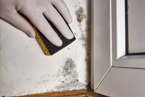 Best Forensic Mold Investigation  in Frenchtown, NJ