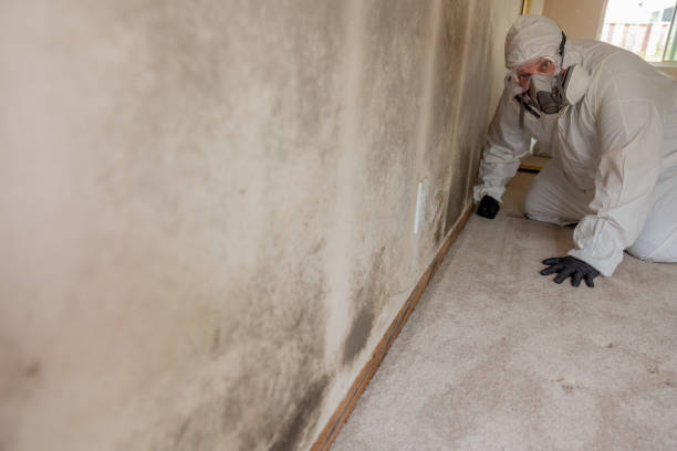 Best Environmental Consulting for Mold Prevention  in Frenchtown, NJ